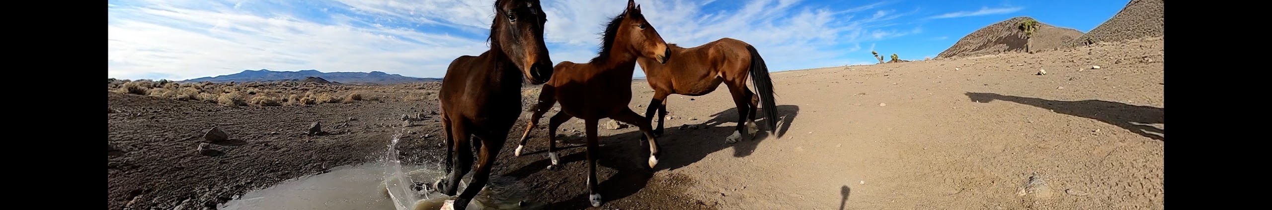 Desertwaterer channel banner showing horses beside a pond